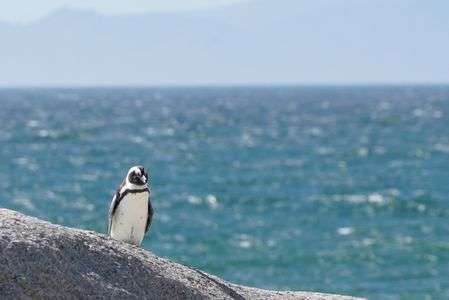 ケープタウンのアフリカペンギン