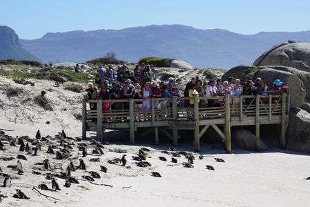 アフリカペンギンの聖地でした。