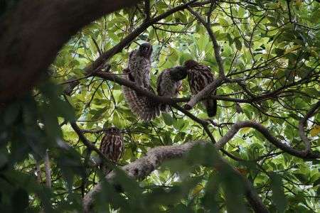 アオバズクファミリー