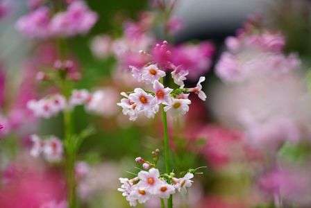 喬木村（クリンソウ）