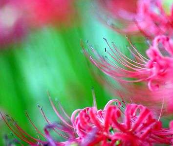 彼岸花　2018　03