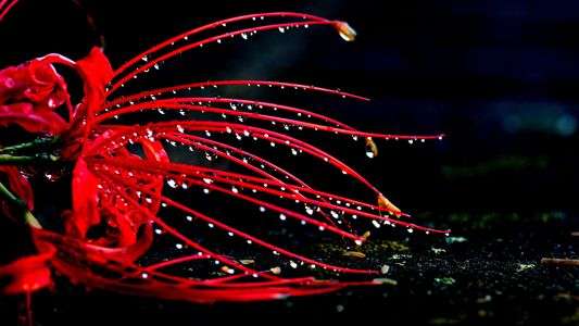 雨に打たれ　横たわる　彼岸花