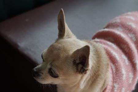 ワンちゃんが見つめてる？