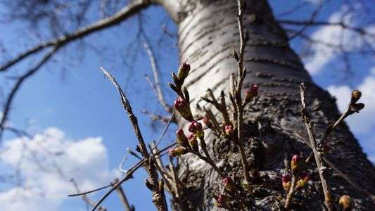 桜　あと少し　