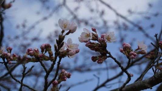 サイタサイタ　サクラガサイタ