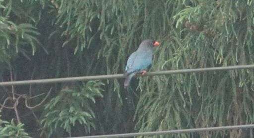 ブッポウソウ　吉備中央町