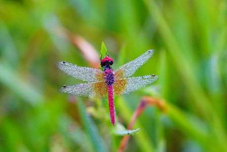 ハッチョウトンボ