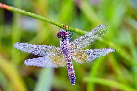 ハッチョウトンボ