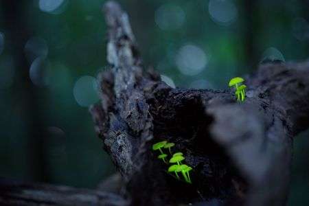 シイノトモシビダケ