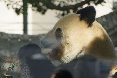 はじめての上野動物園