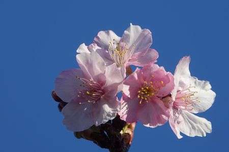 河津桜とメジロの共演