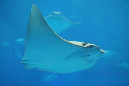 美ら海のエイさん