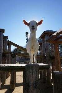 山羊さんと太陽