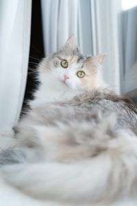 2022/2/22　スーパー猫の日