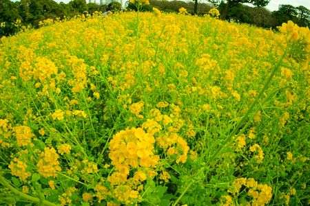 浜離宮の菜の花