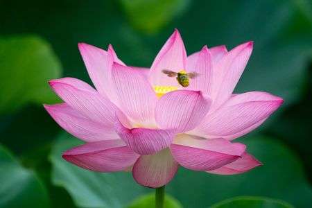 蓮花、ひらく@三渓園