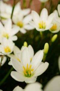 まだまだ花盛り