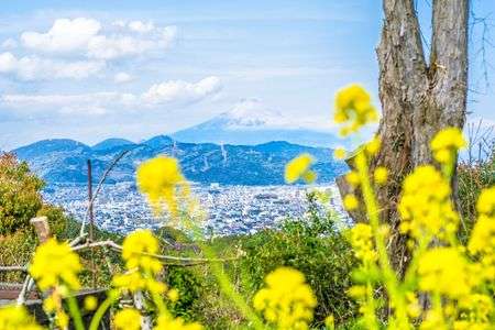 菜の花と富士