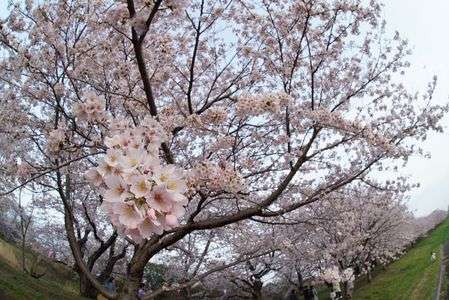 福岡堰の桜並木