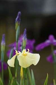 梅雨の季節になりました