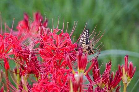 彼岸花(^_-)-☆　もう秋？！(>_<)暑い（涙）