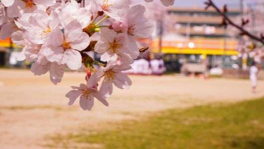桜と野球