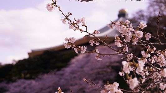 春の武道館