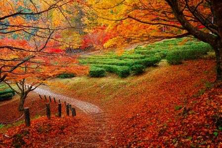 茶畑の道　行きつく先は