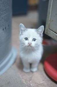 ちっちゃい女の子  飼い主さん募集中