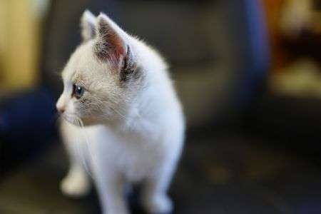 ちっちゃい女の子 ３