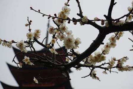 千光寺の梅