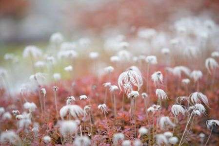 チングルマの綿毛