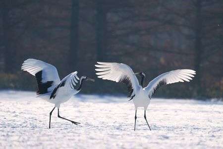 タンチョウ２０２５－④