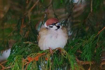 モフモフ雀ちゃん