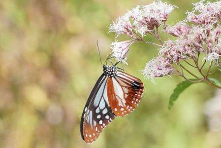 こんにちは　アサギちゃん