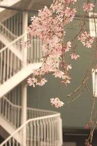 我が家の春の主役