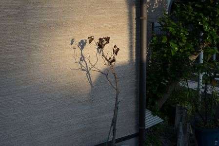 最近のスナップショット