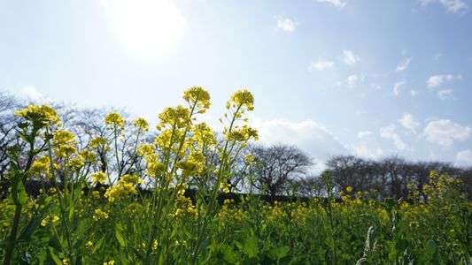 菜の花の日光浴