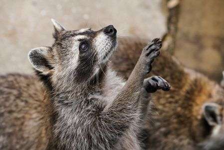 食べ物ちょうだい！