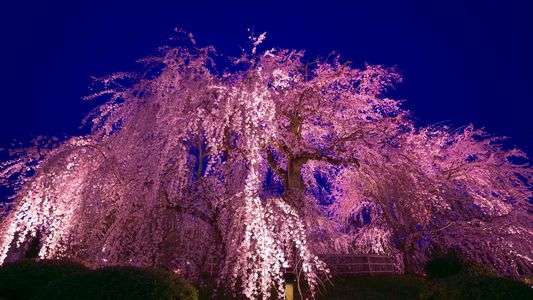 春を思い出して～円山公園～