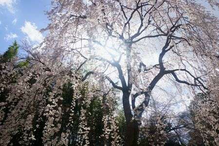 枝垂桜