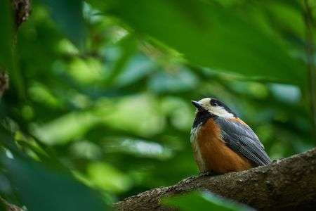 橙一点 ~ヤマガラ~