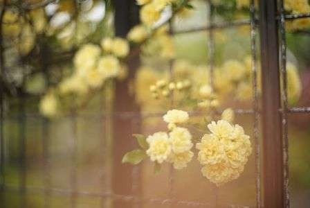 やわらかい色❤️に誘われて