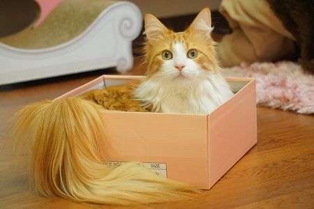 お目目キラキラメインクーン♡