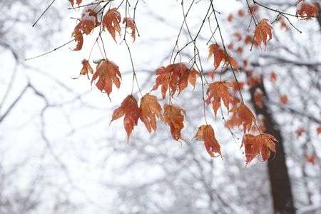 雪と紅葉