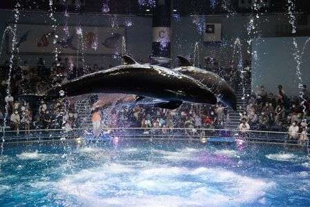 イルカショー