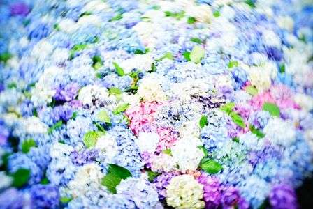 雨引観音 水中華②