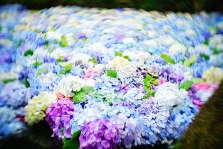 雨引観音 水中華③