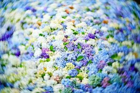 雨引観音 水中華④