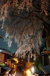 京都の夜桜